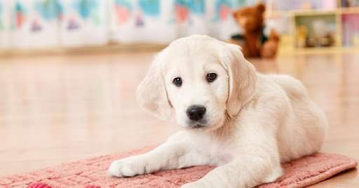 Top 10 Essentials You Need For Your New Puppy