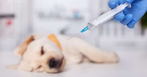 Vaccines – The Sharp Truth