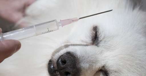 Non-Core Vaccines – Not for Every Dog