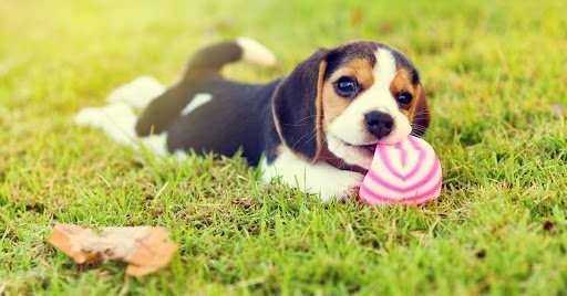 How to Keep Your Puppy Safe