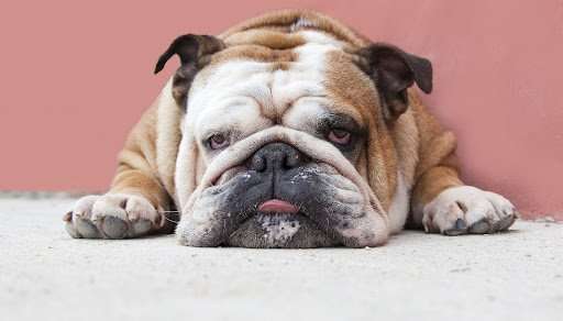 Probiotics: Choosing the Perfect Canine Probiotic for a Gut-Healthy Life