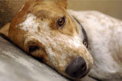 Seizures in Dogs – What to Know