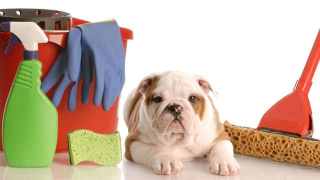The Dangers of Household Chemicals to Dogs