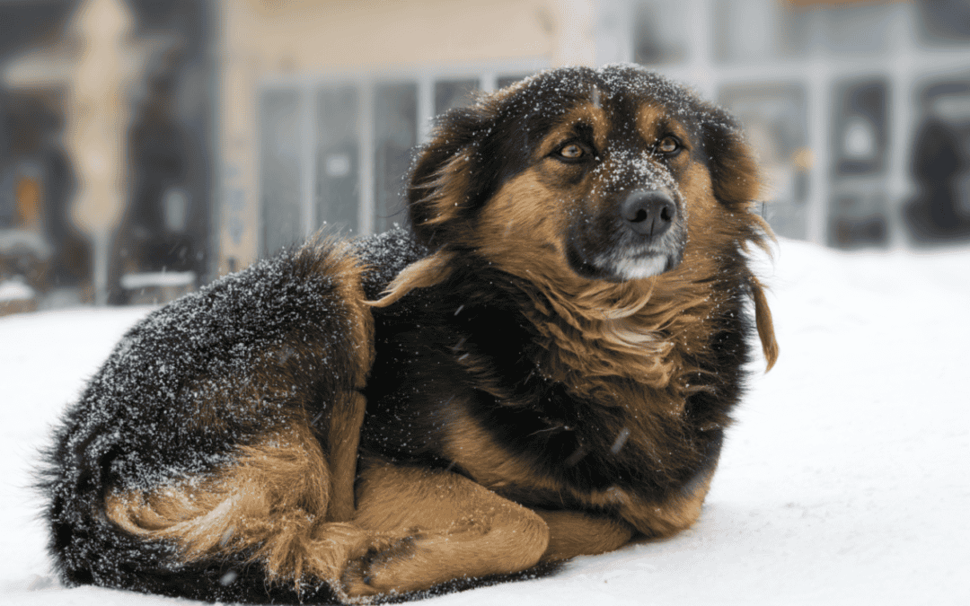 Keeping Your Dog Safe in Cold Weather