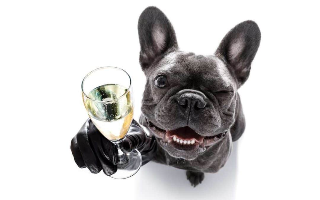 New Year’s Resolutions for your Dog