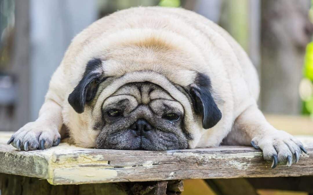 The Leading Cause of Premature Death in Dogs