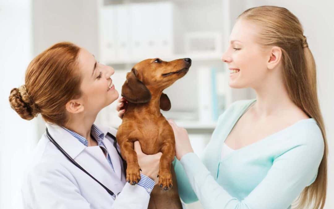 Navigating the Strained Relationship Between Dog Guardians and Veterinarians