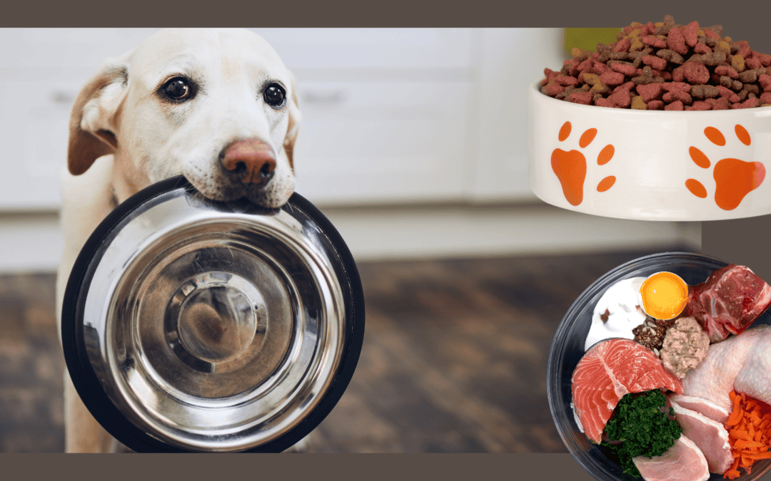 Feeding Your Dog for Vitality – Why Dry Kibble Is Not the Best Choice