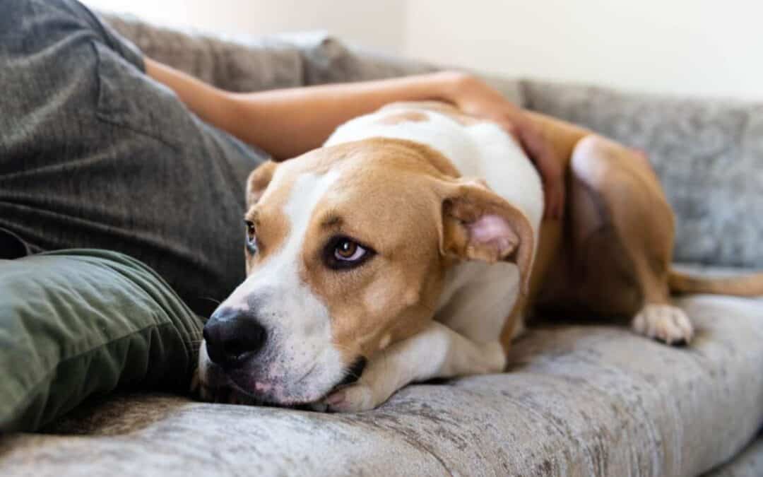 Beyond Behavior: The Health Consequences of Canine Stress