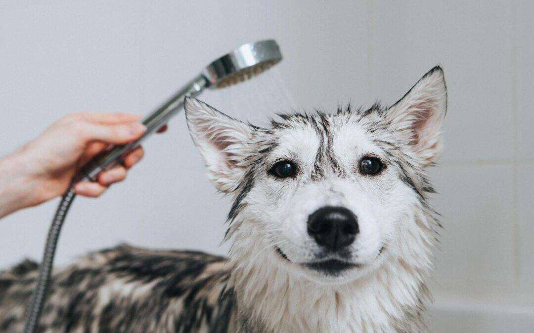 Why Hygiene is Vital to Your Dog’s Health