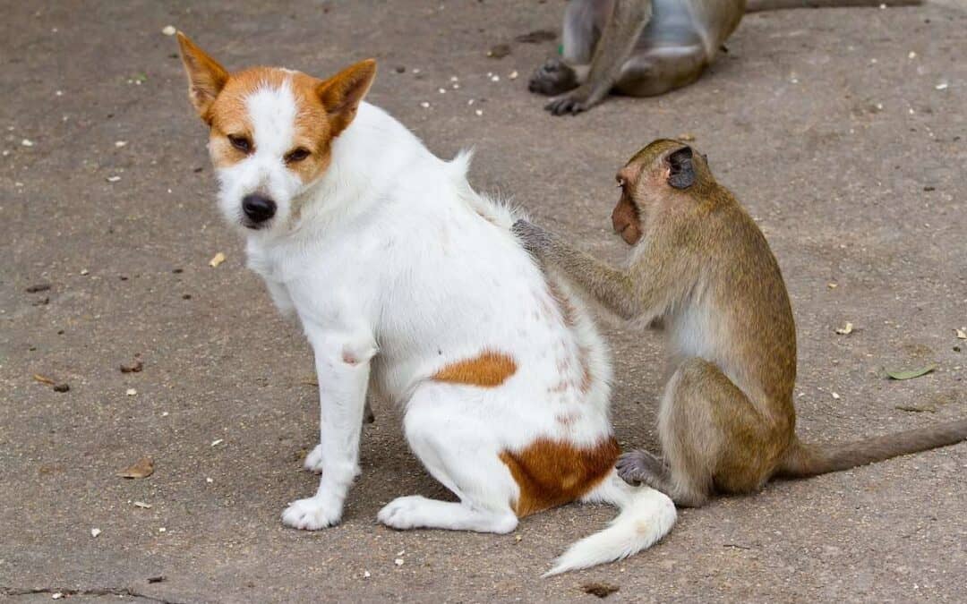 The Dilemma of Preventing Fleas and Ticks