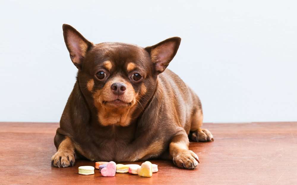 Killing Our Dogs With Kindness – How Treats Play a Vital Role in Canine Health